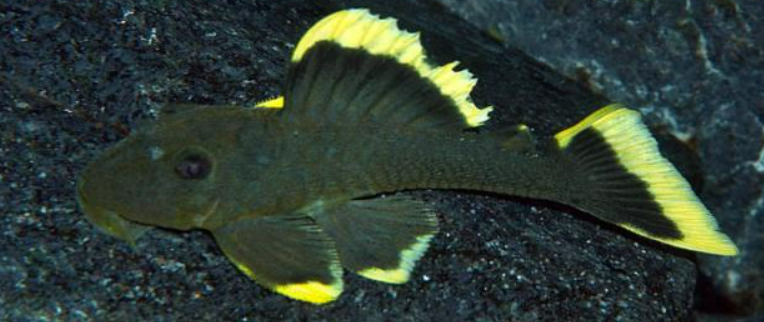 L047 Mango pleco
