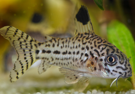 Julii Corydora (Corydoras Julii)