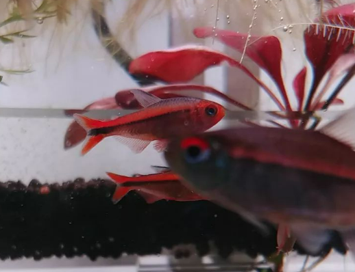 Fire ant tetra(Wild Caught) -Hyphessobrycon myrmex