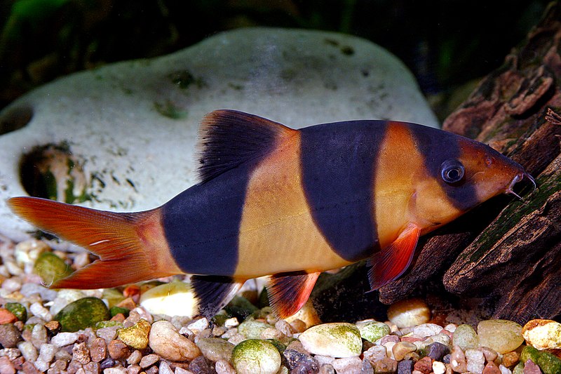 Clown loach (Botia macracantha )