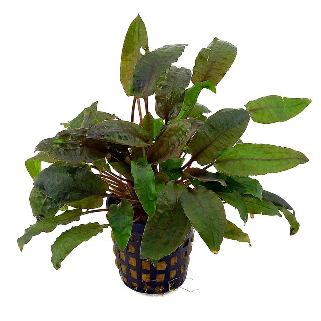 Cryptcoryne beckteii