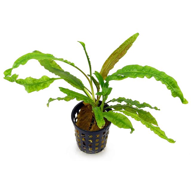 Cryptcoryne crispulata sp.Balansaea Terracotta