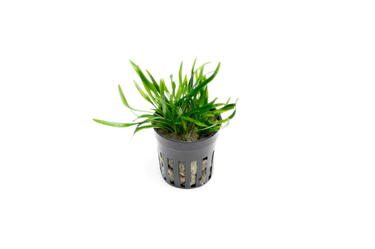Cryptocoryne lucens