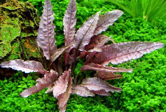 Cryptocoryne wendtii sp flamingo