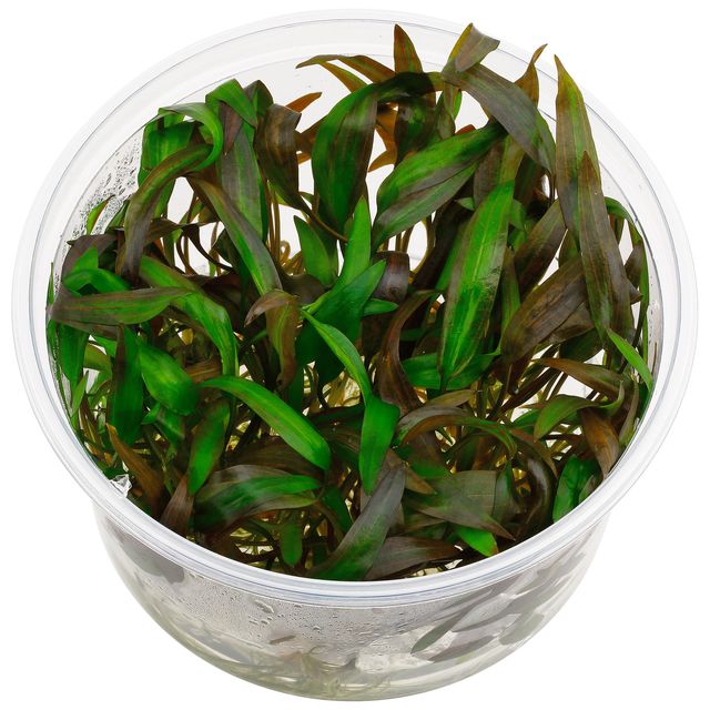 Cryptocoryne affinis sp red