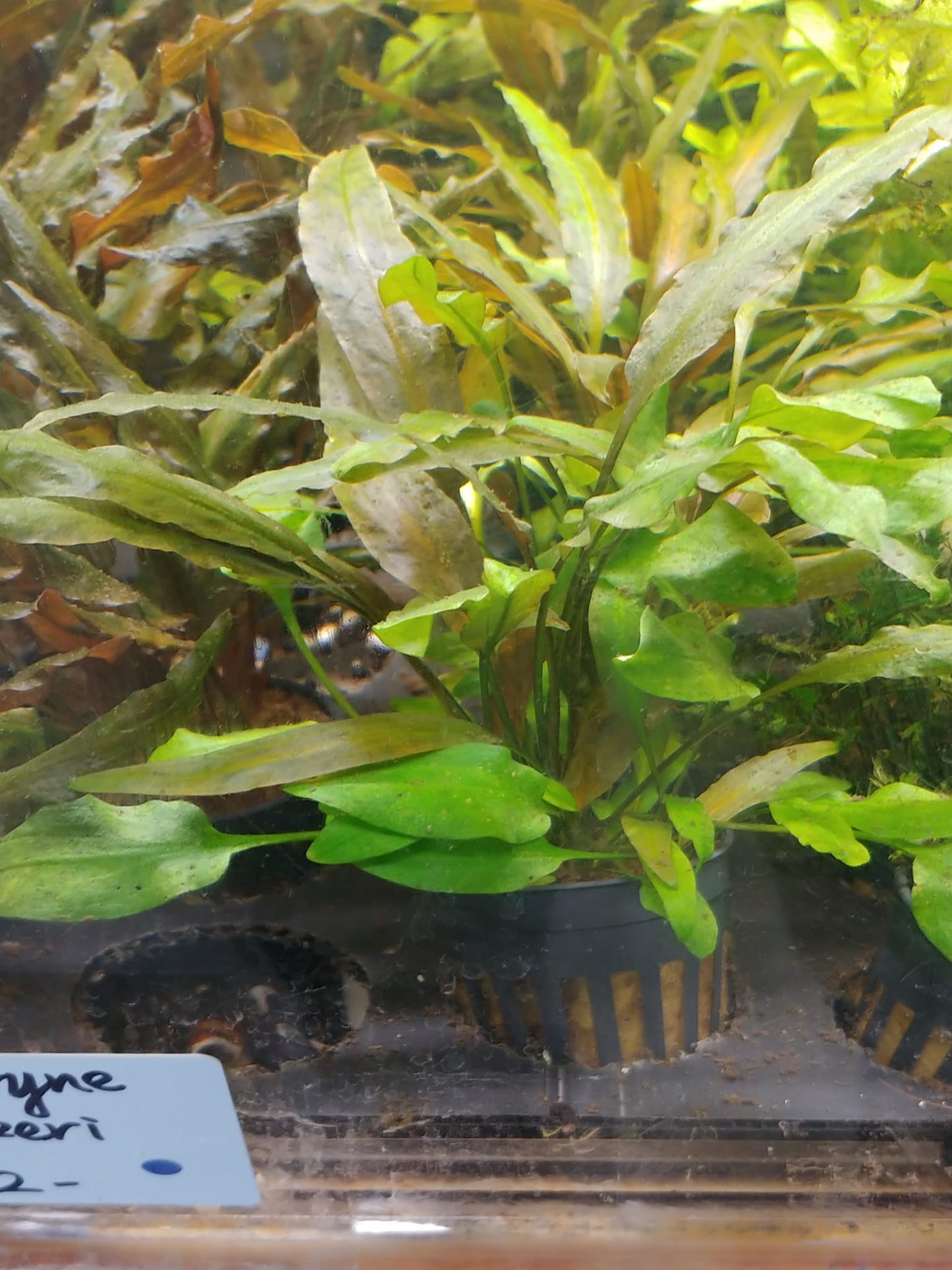 Cryptocoryne willisi