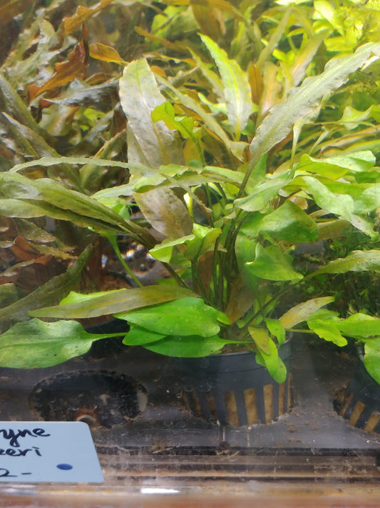 Cryptocoryne willisi