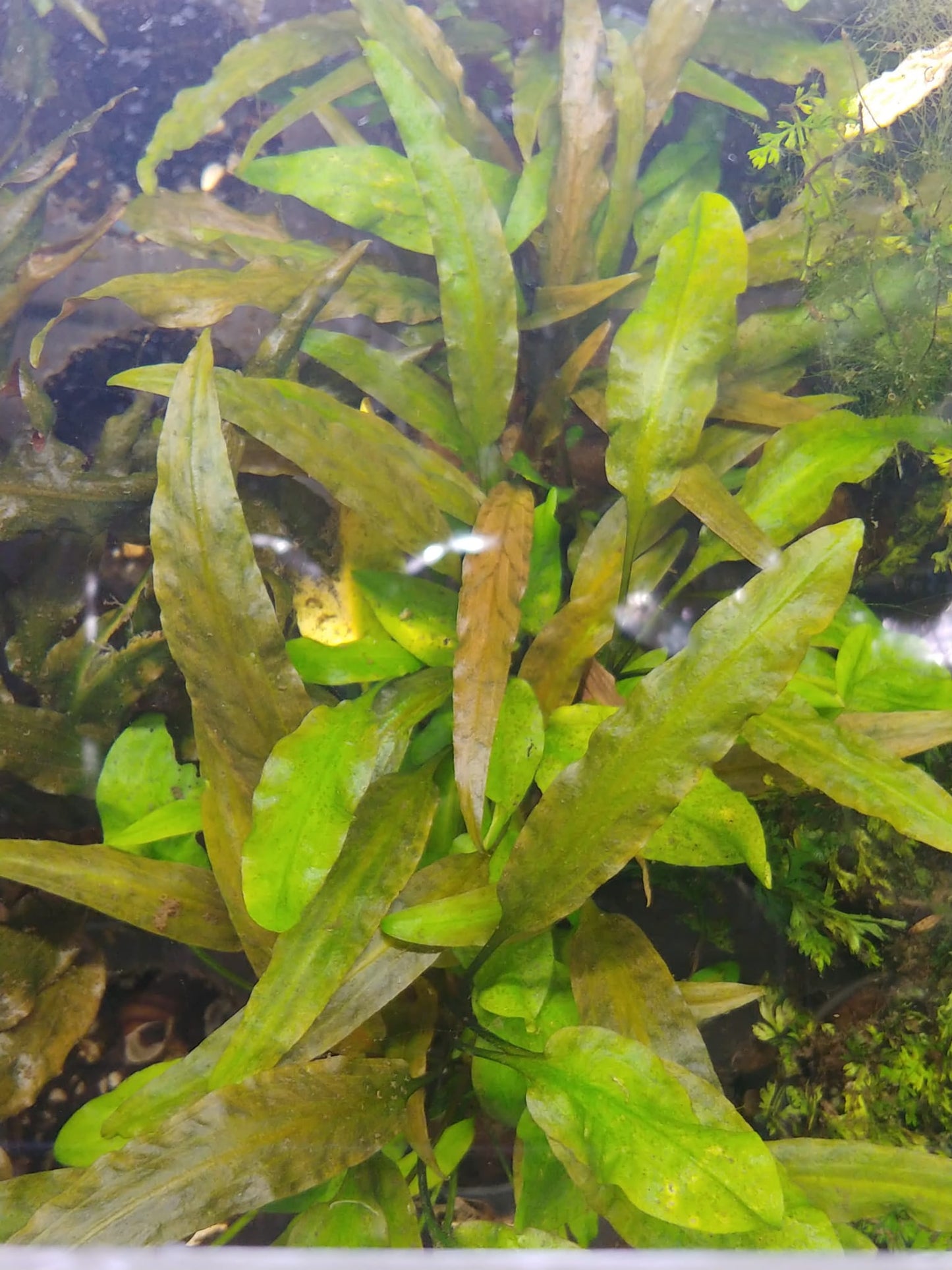 Cryptocoryne willisi
