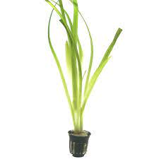 Vallisneria gigantae