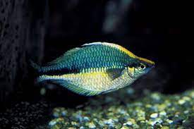 Turquoise Rainbowfish (Melanotaenia lacustris)