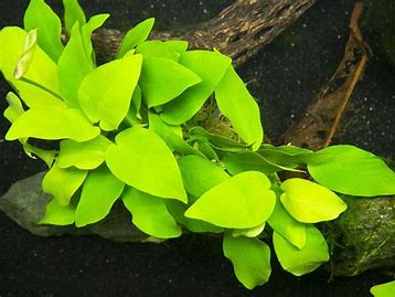 Anubias barteri var nana (golden)