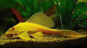 Albino Sailfin Pleco ( Pterygoplichthys gibbiceps )