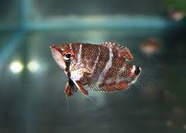 Crossband Chocolate Gourami (Sphaericthys selatanensis)