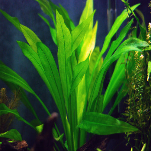 Echinodorus amazonicus
