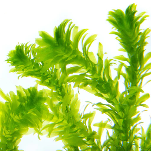 Elodea densa