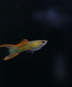 Red Lace Double Sword Guppy