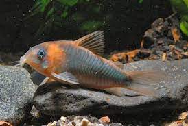 Corydoras Eques (Osteogaster Eques)