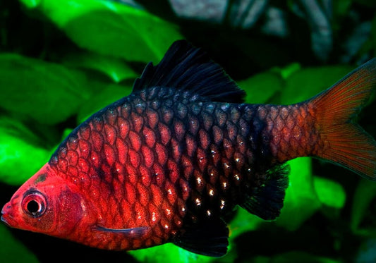 Black ruby barb (Puntius nigrofasciatus)