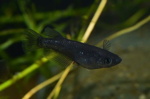Black Ricefish - Black Medaka