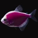 Color Skirt Tetra (	Gymnocorymbus ternetzi)