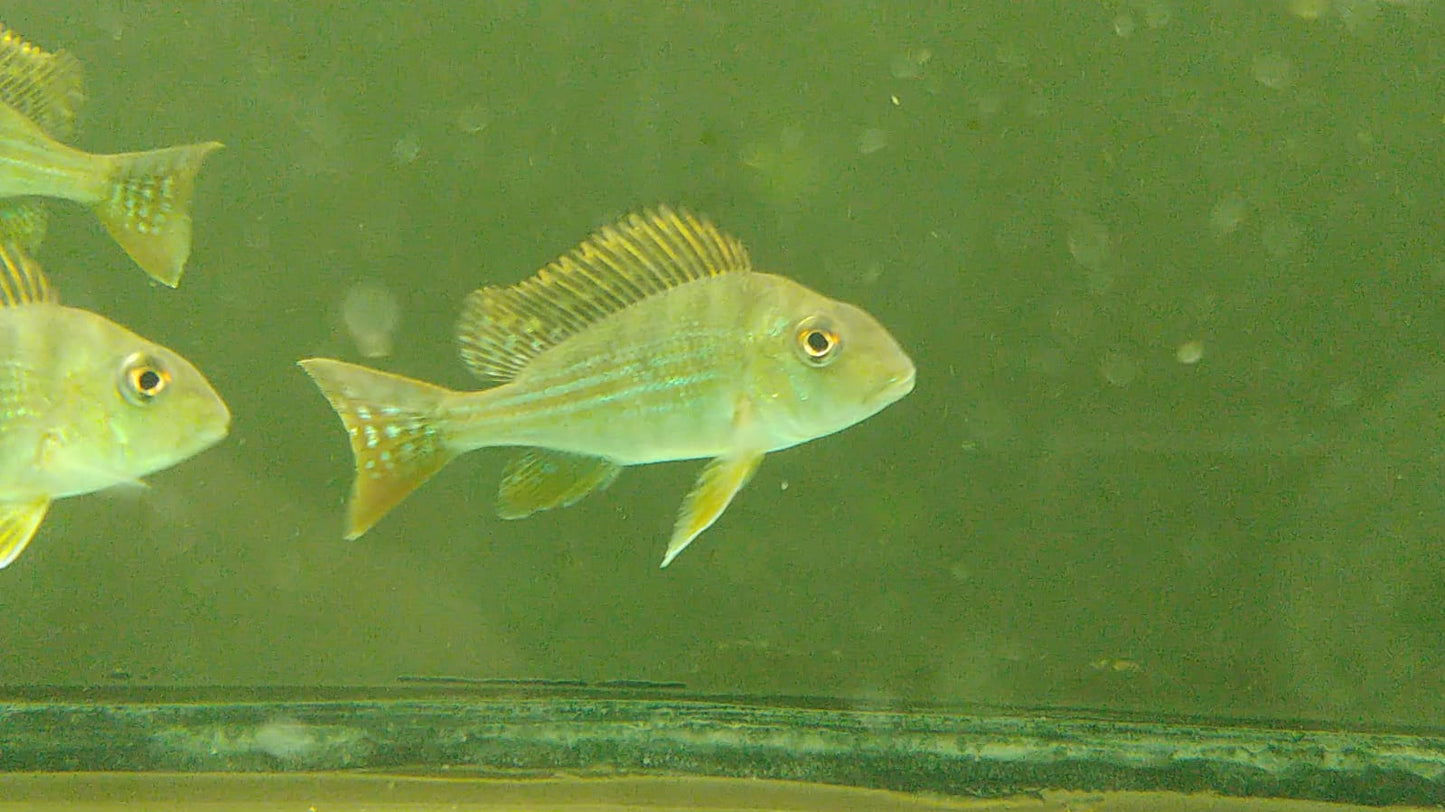 Geophagus surinamensis - Red striped Geophagus