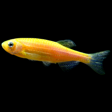 Color Danio