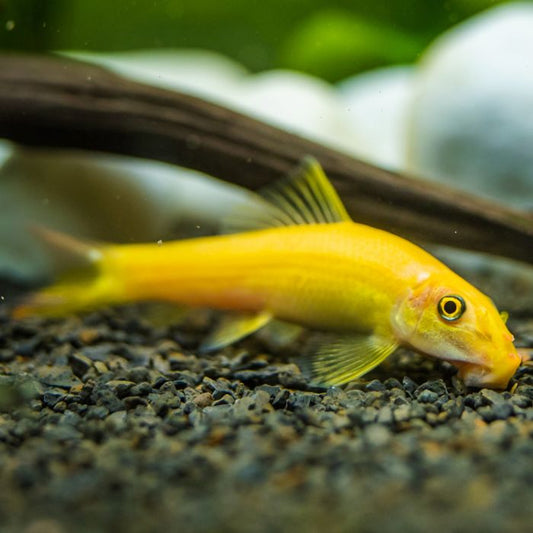 Golden algae eater