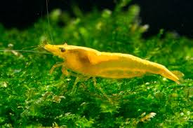 Golden Back Yellow Shrimp (Neocaridina Davidi)