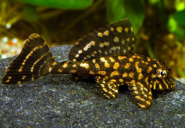 Gold spotted Sailfin pleco (Pterygoplichthys joselimaianus )