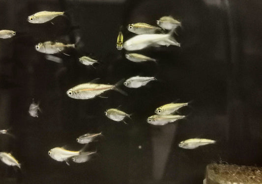 Gold Tetra (Hyphessobrycon Rodwayi)