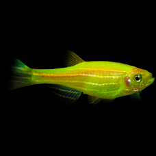 Color Danio