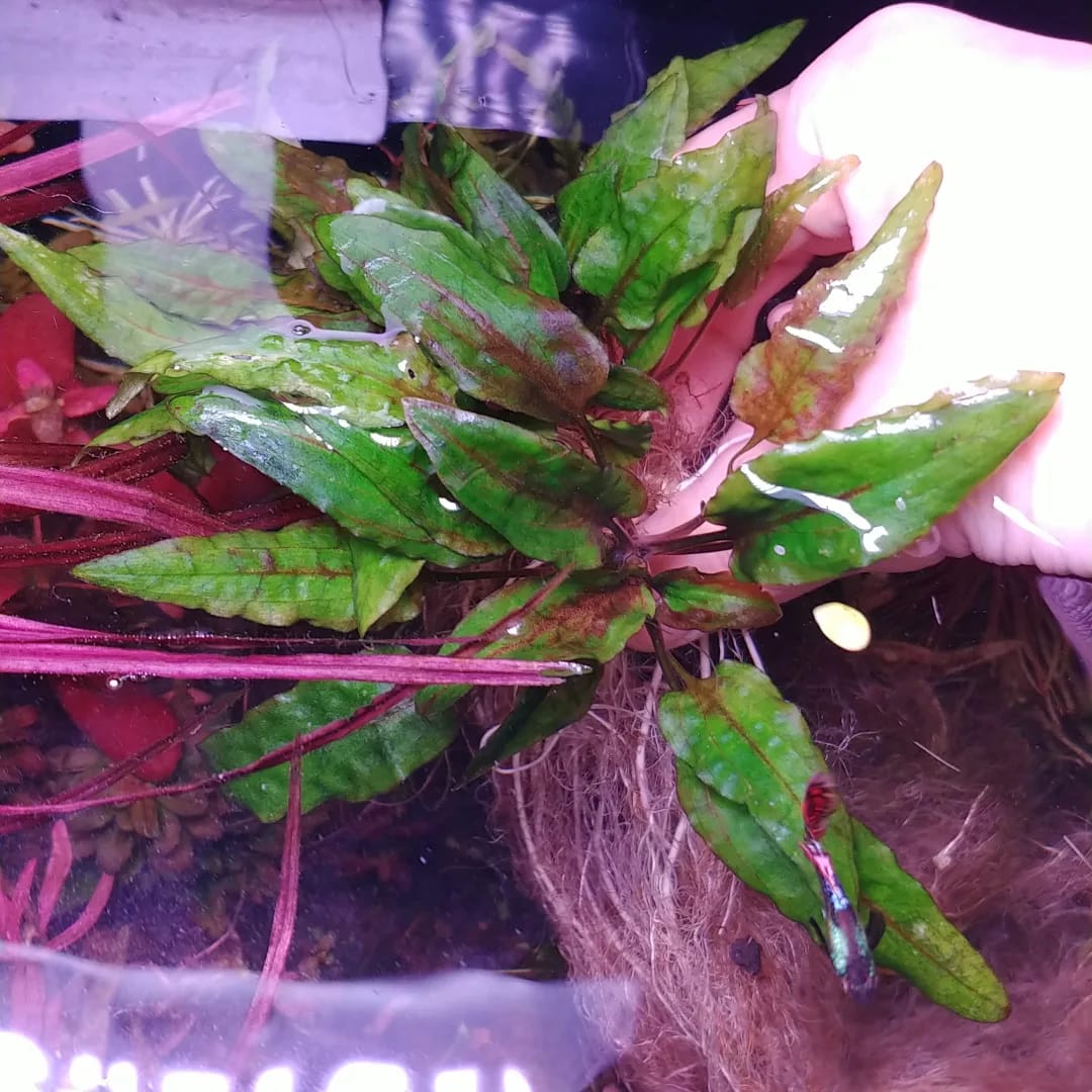 cryptocoryne wendtii sp Green gecko