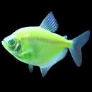 Color Skirt Tetra (	Gymnocorymbus ternetzi)