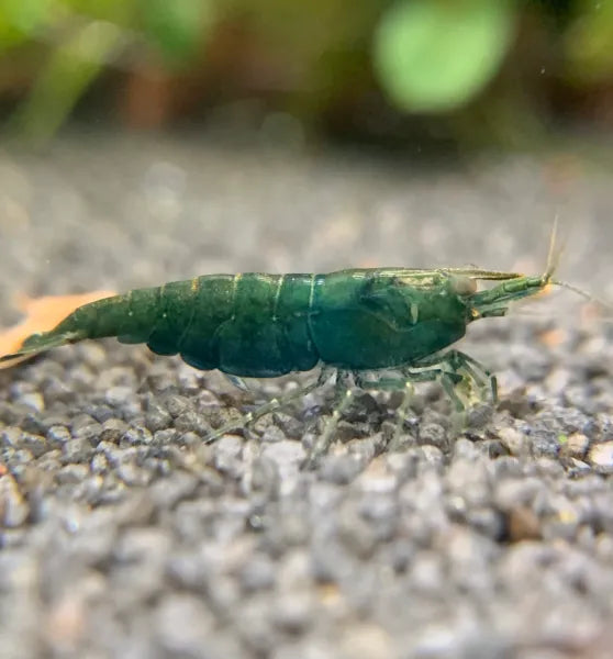 Green Jade Shrimp (Neocaridina Davidi)