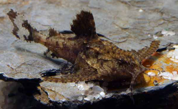 Mini Anchor stone Catfish (Hara jerdoni )