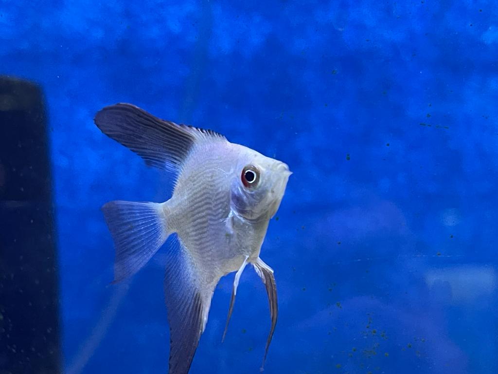 Bulgarian seal point Angelfish