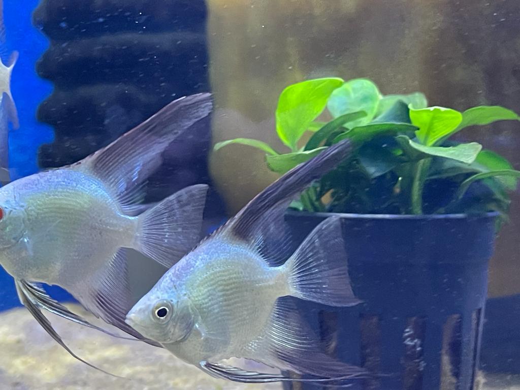 Bulgarian seal point Angelfish