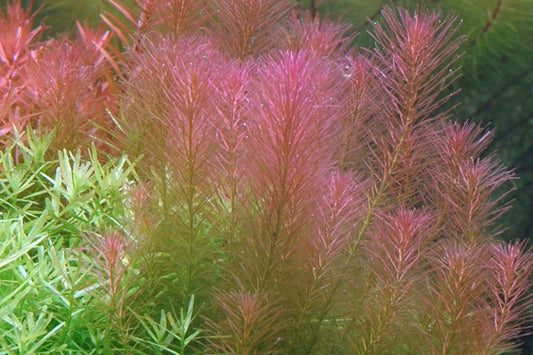 Rotala wallichii