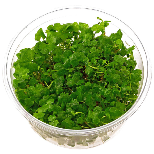 Hydrocotyle tripartita T/C CUP