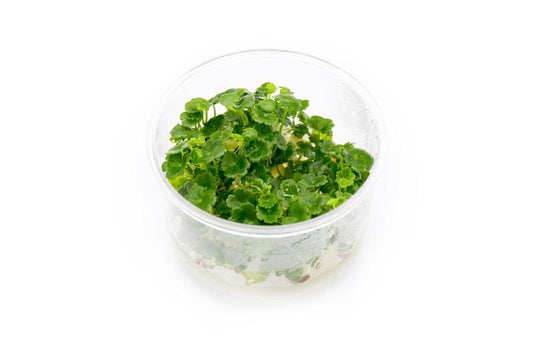 Hydrocotyle sibthorpioides T/C CUP