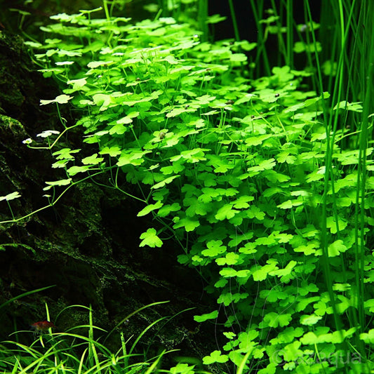 Hydrocotyle tripartita