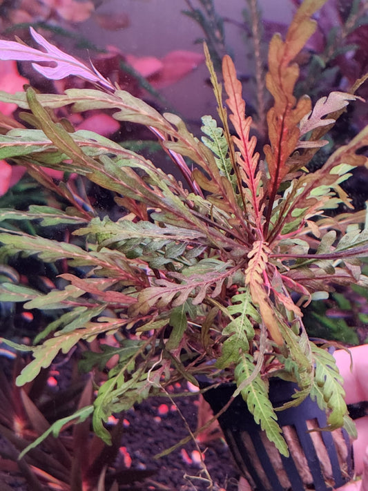 Hygrophila pinnatifida