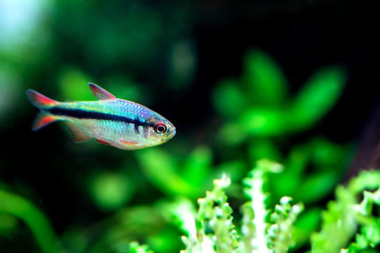 Imperial lapis tetra(Wild Caught) -hyphessobrycon melanostichos