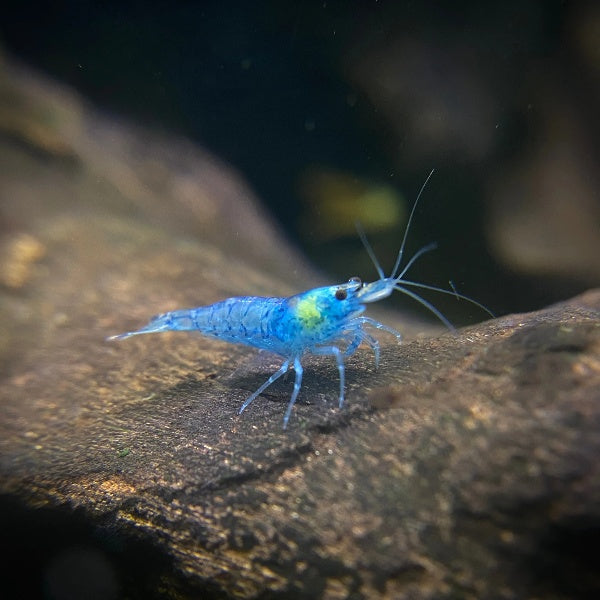 Blue Jelly Shrimp ( Neocaridina Davidi )