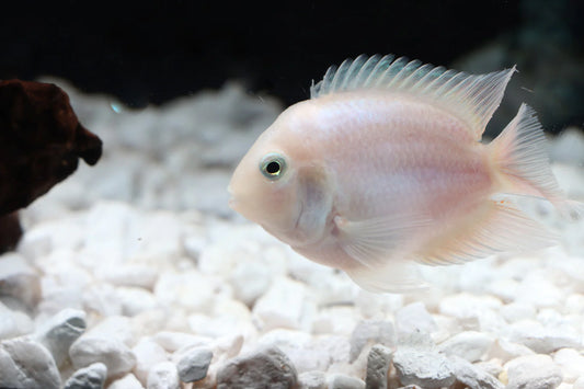 Platinum Polar Parrot (Amatitlania Nigrofasciata)