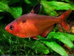 Serpae tetra