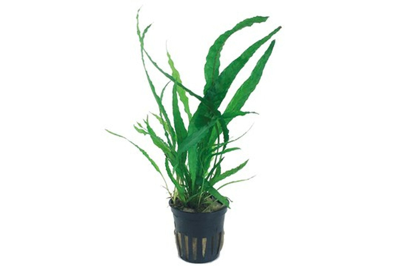Microsorum pteropus - Java fern – Aquapets ( KowloonAquarium)