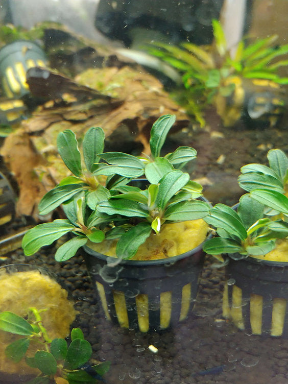 Bucephalandra sp. Kedagang Mini round