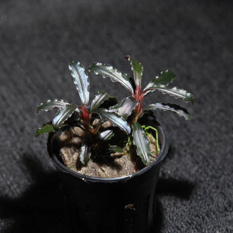 Bucephalandra godzilla (kedagang red)