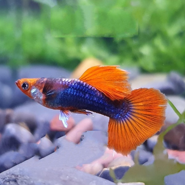 Koi tuxedo guppy (pair)